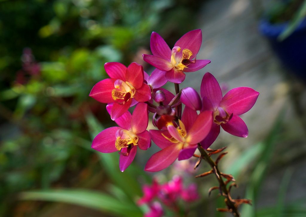 Cómo podar una orquídea