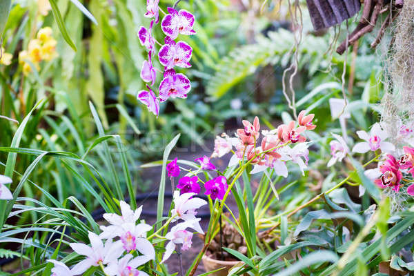 variedades de las orquídeas