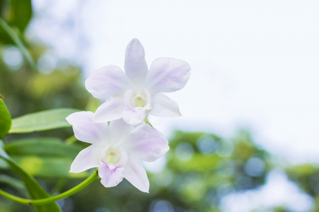 Orquídeas tropicales blancas