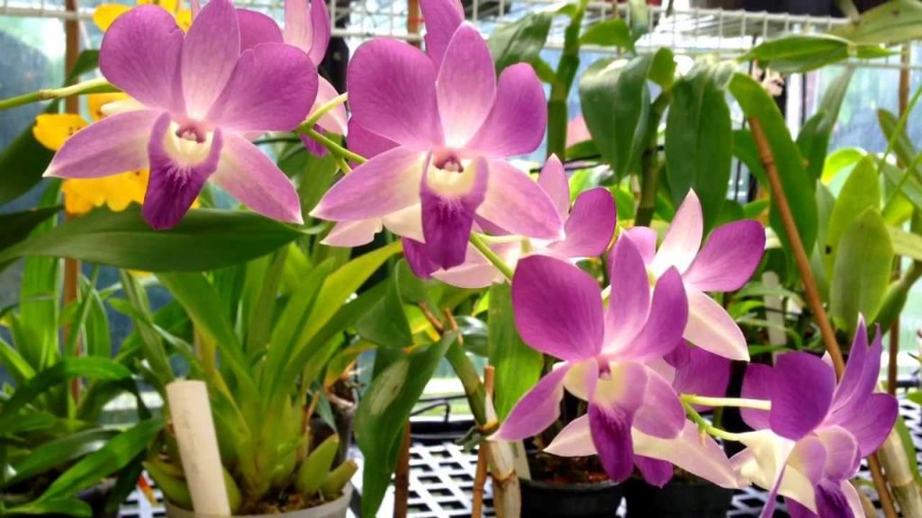 Cuidados de la orquídea dendrobium