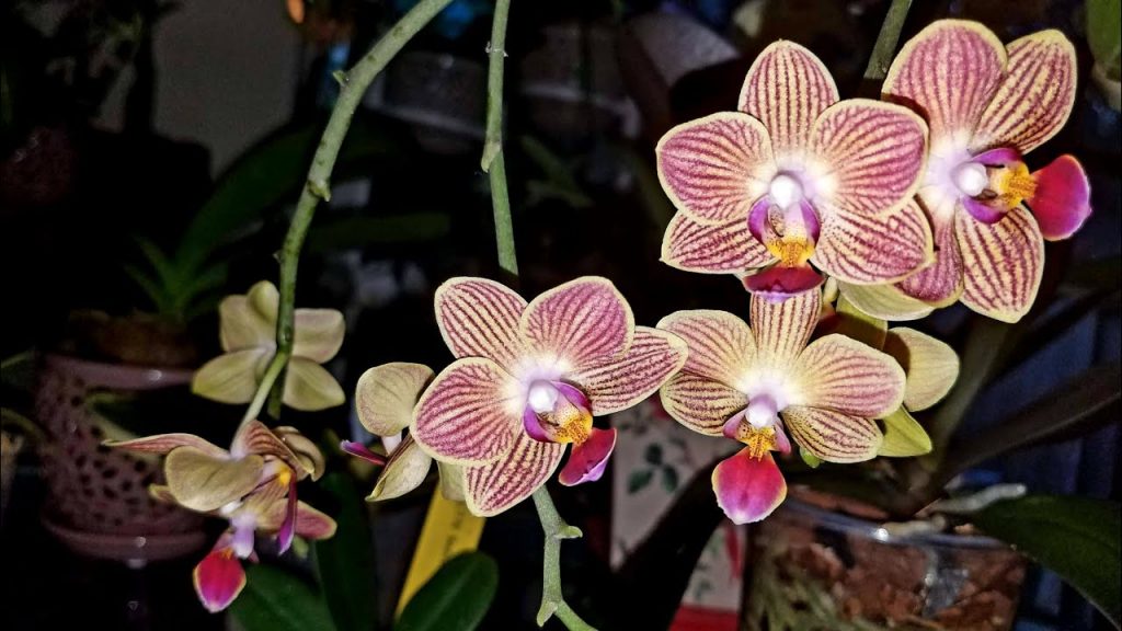 Orquídea phalaenopsis ralladas