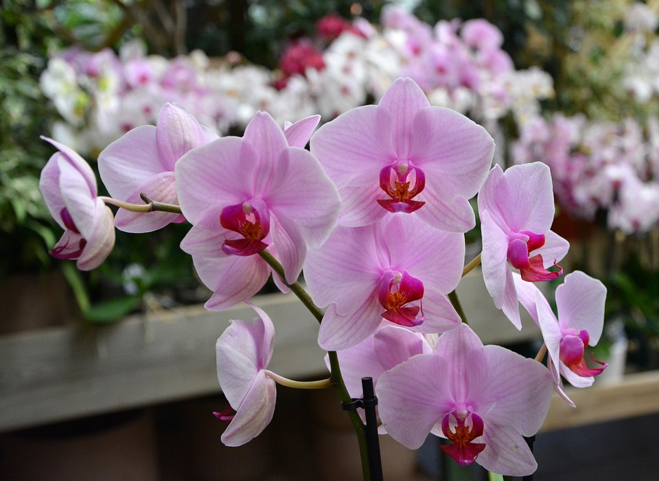 Orquídeas europeas hermosas
