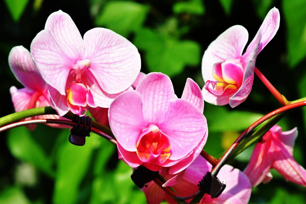 Regar orquídea phalaenopsis