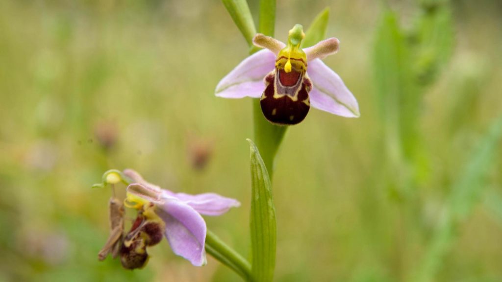 Características de la orquídea ophrys apífera