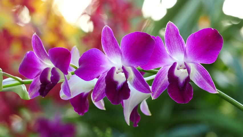 Cuidados de la orquídea floreada
