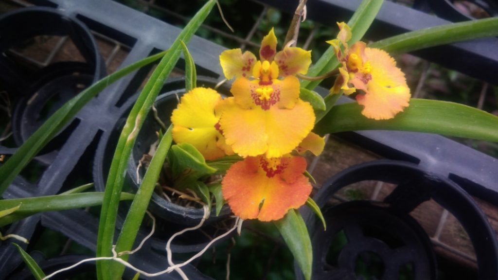 Cuidados de la orquídea oncidium