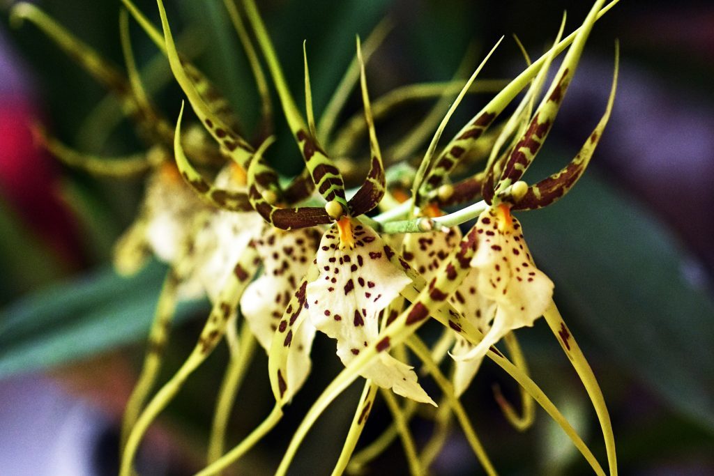 Características de la orquídea Brassia