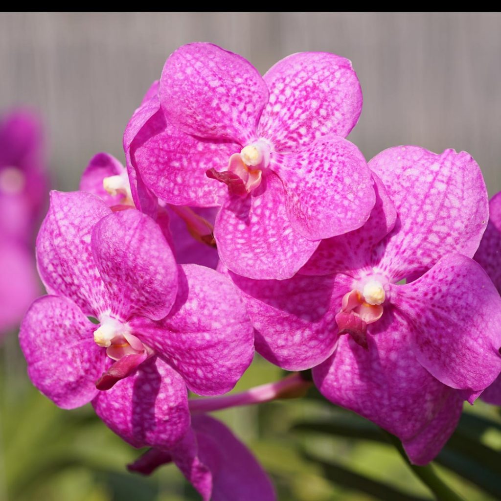 Características de la orquídea vanda