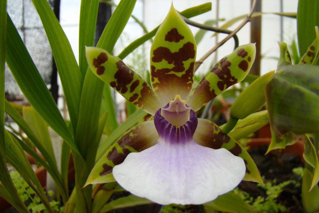 Características de las orquídeas zygopetalum