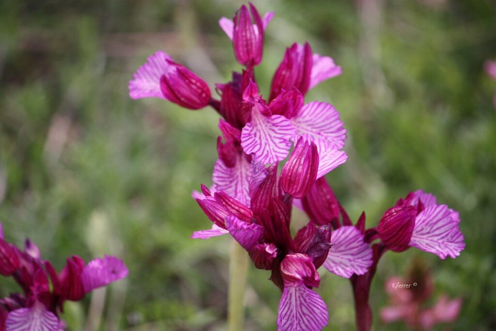 Cuidados de la orquídea ophrys papilionacea