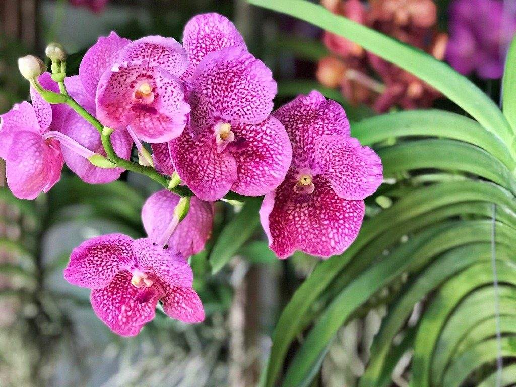 Cuidados de la orquídea vanda