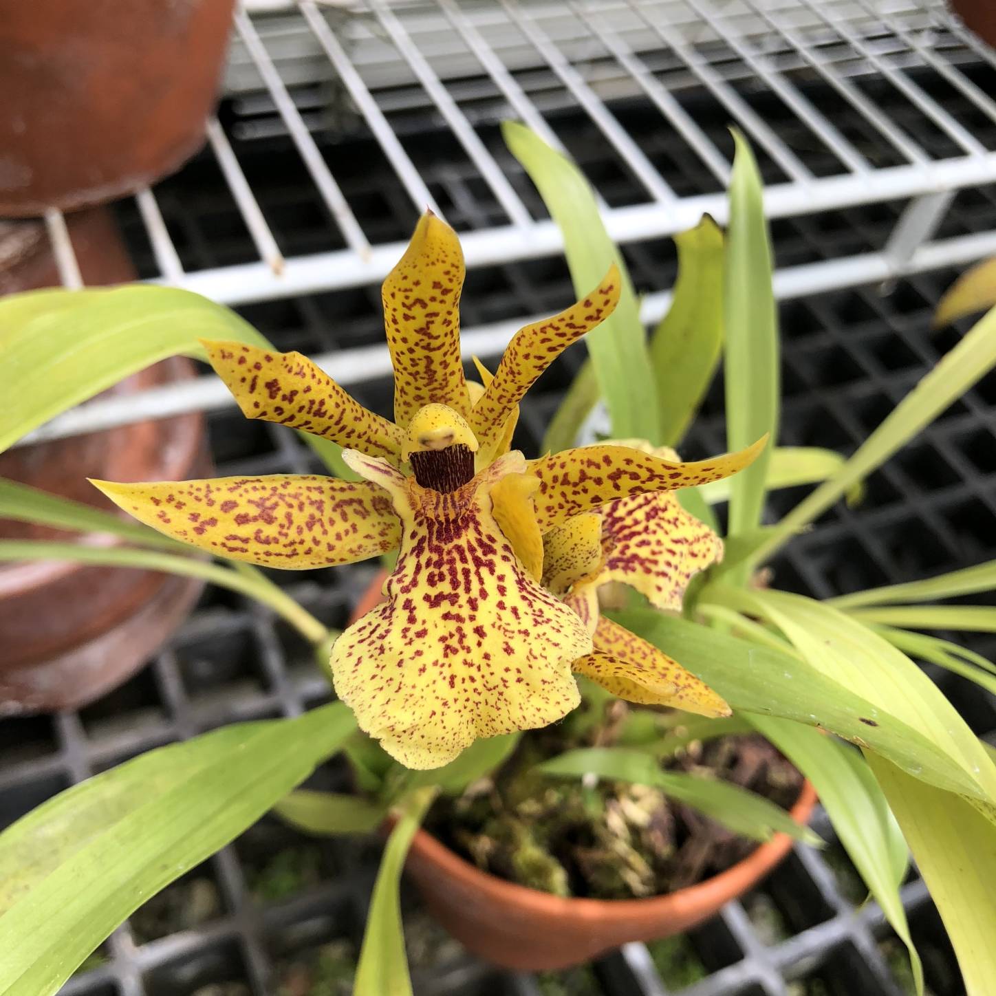 Orqu Deas Zygopetalum Las Orquideas