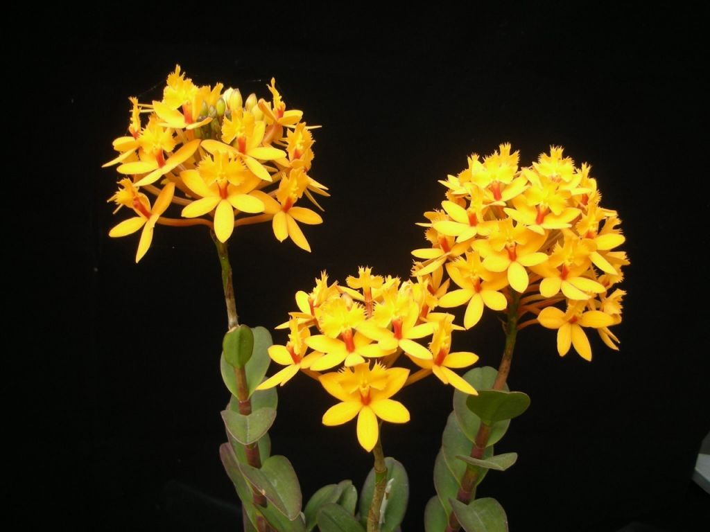 Especies del género de orquídea epidendrum