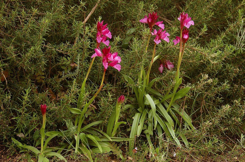 Hábitat de la orquídea ophrys papilionacea