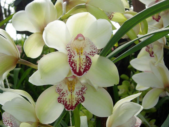 Significado de los colores de las orquídeas
