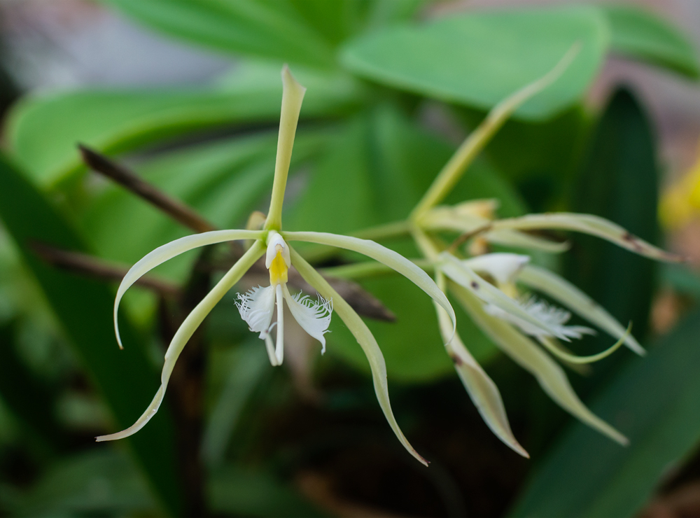 Trasplante y reproducción de la orquídea epidendrum