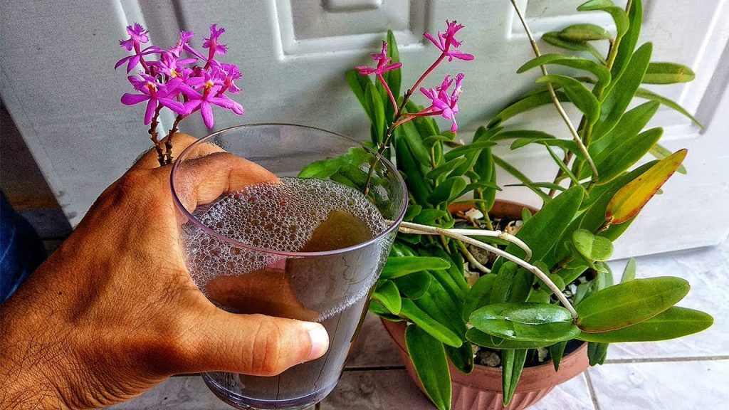 Abono casero para orquídeas
