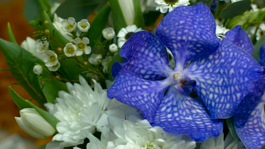 Características de las orquídeas azules