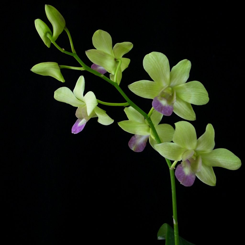 Significado de las orquídeas verdes