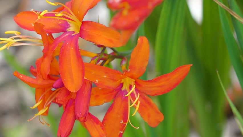 Tonos de las orquídeas naranjas