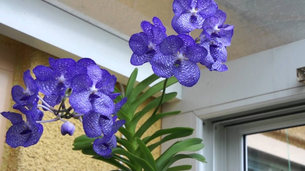 Vanda Coerulea: la orquídea azul