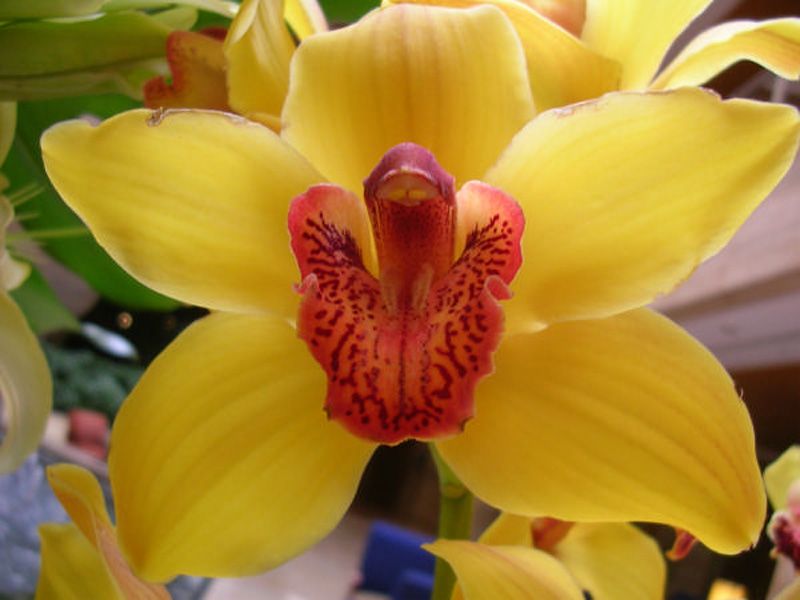 Hermosas orquídeas tropicales