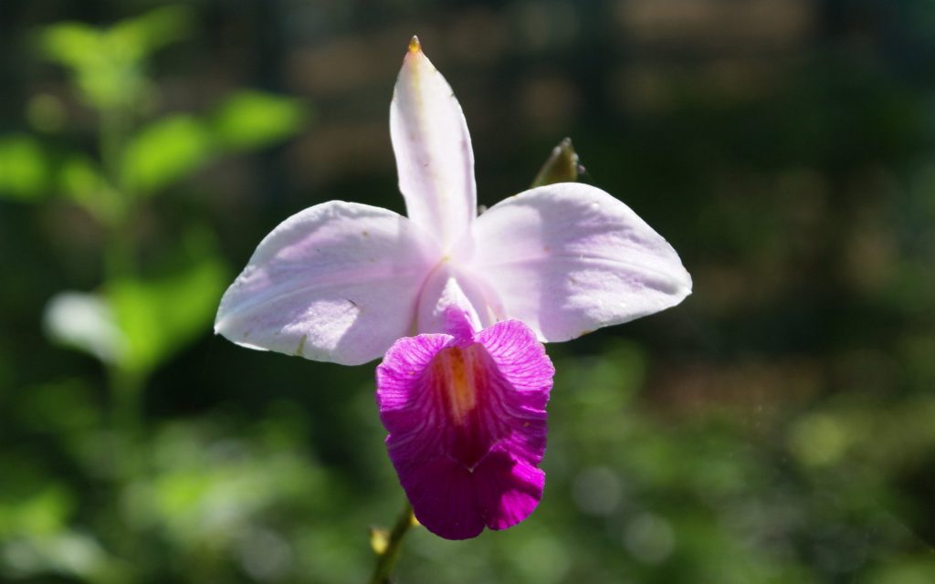 Orquídea tropical colores lilas