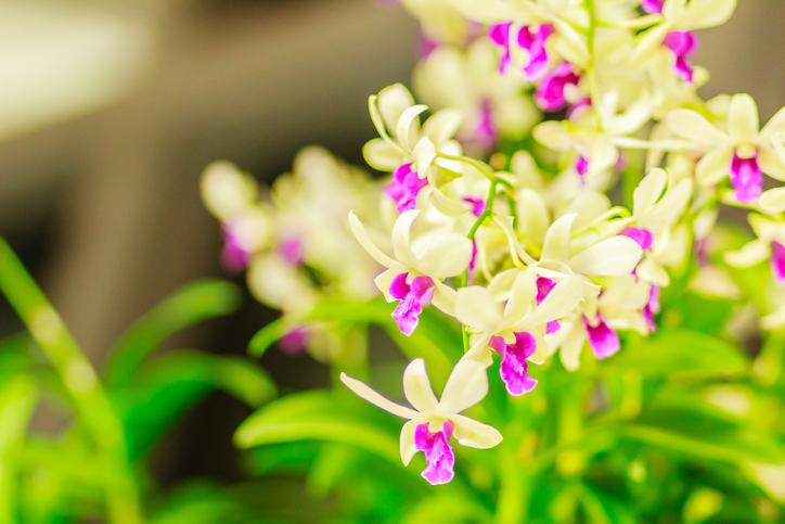 Características de la orquídea dendrobium