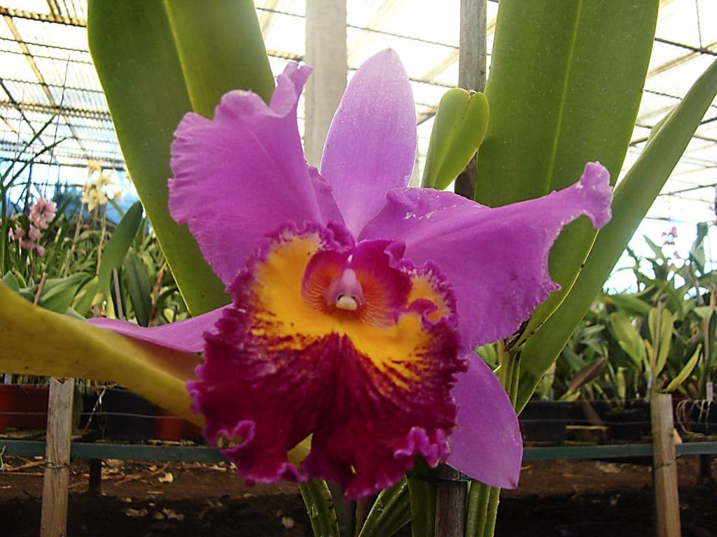 Cultivo y cuidados de la orquídea cattleya