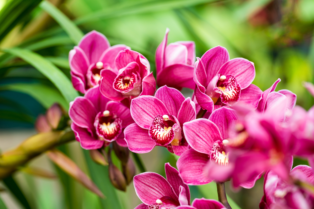  orquídea cymbidium fucsia