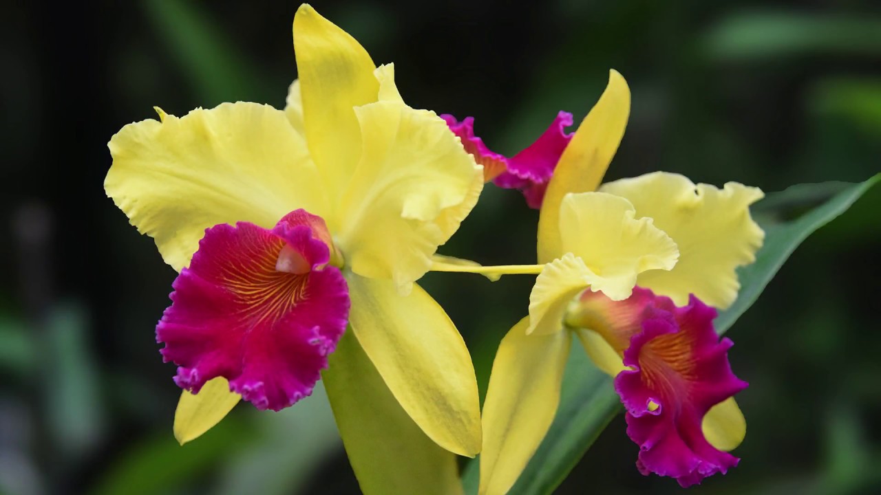 Orquídea cattleya