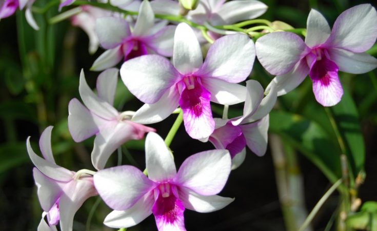  orquídeas europeas
