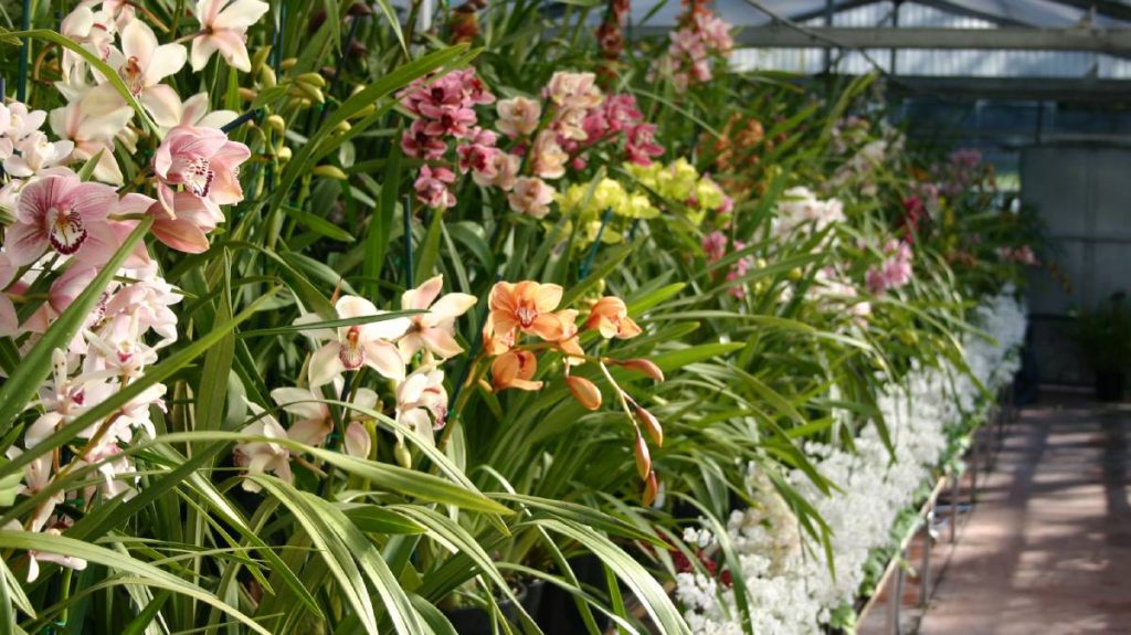 orquídeas cymbidium variedades