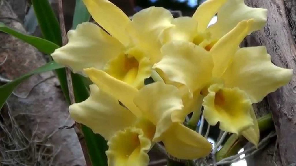 orquidea dendrobium amarela