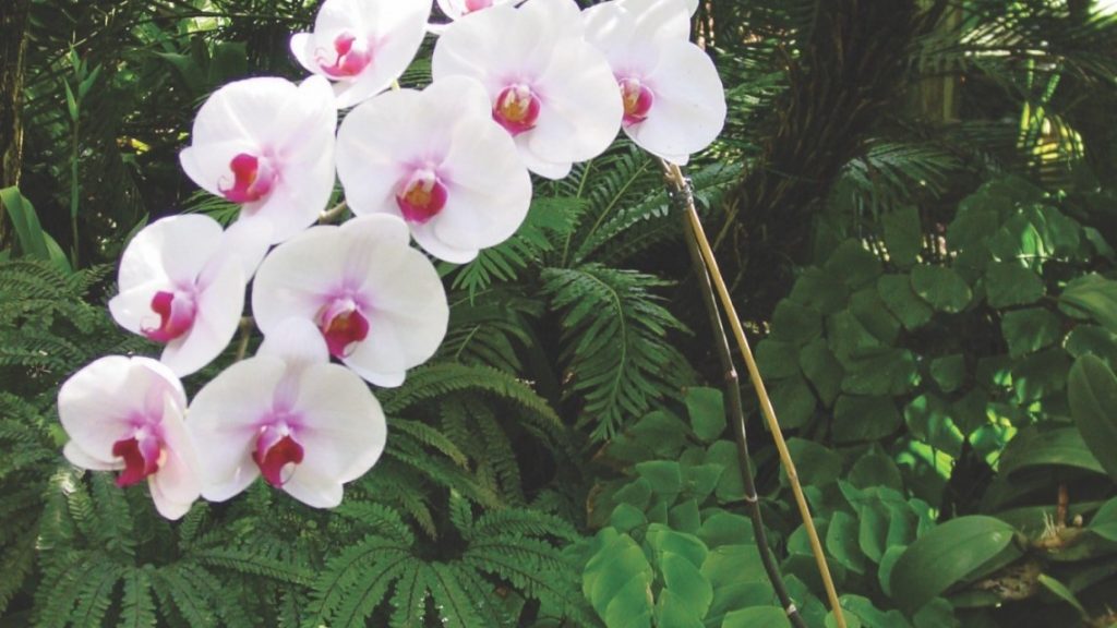Consejos para que la orquídea vuelva a florecer