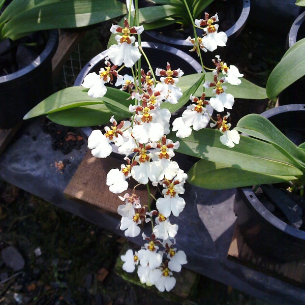 Crecimiento de la orquídea oncidium