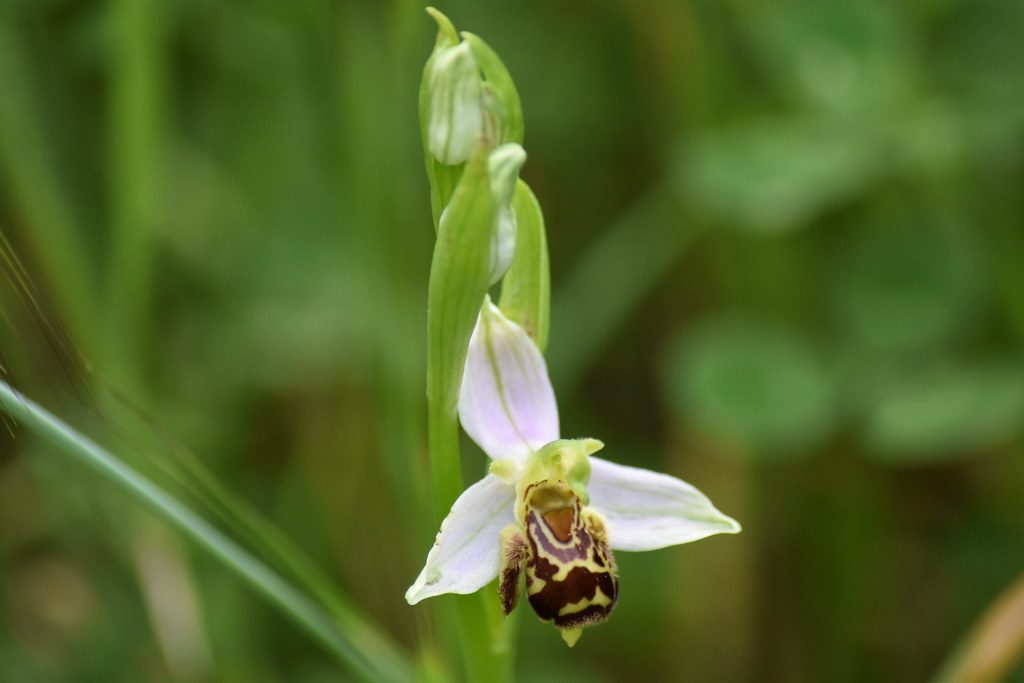Cuidados de la orquídea ophrys apífera