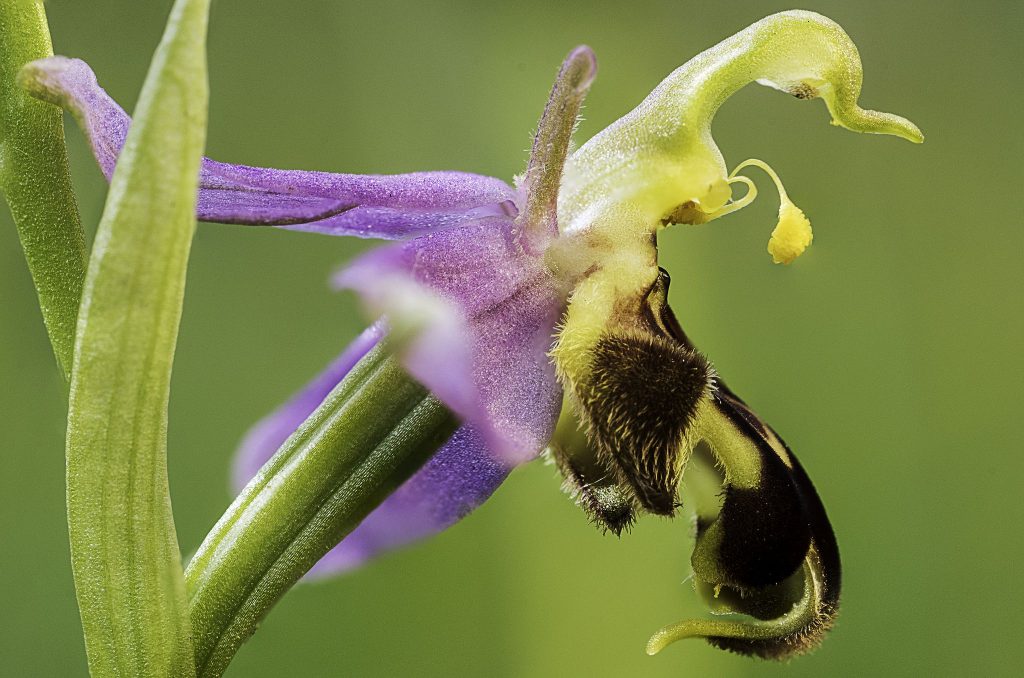 Fecundación de la orquídea ophrys apífera