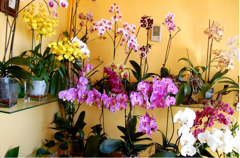 Orquídeas Fáciles De Cultivar Las Orquideas 3258