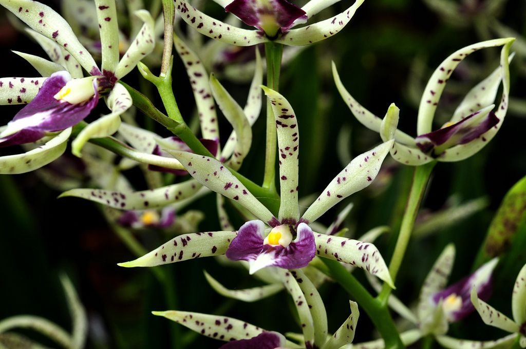 Características de la orquídea epidendrum