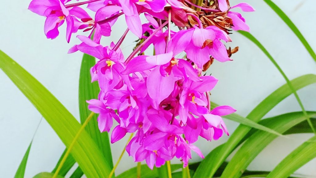 Características de la orquídea spathoglottis plicata