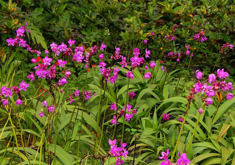 Cultivo de la orquídea spathoglottis plicata