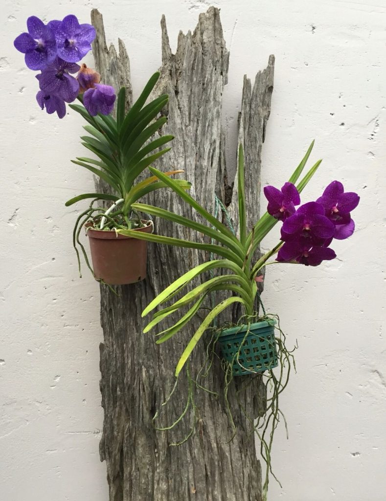 Cultivo de la orquídea vanda