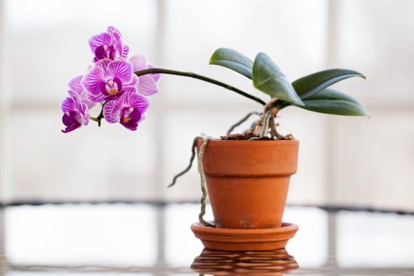 Las orquídeas como plantas de la buena suerte