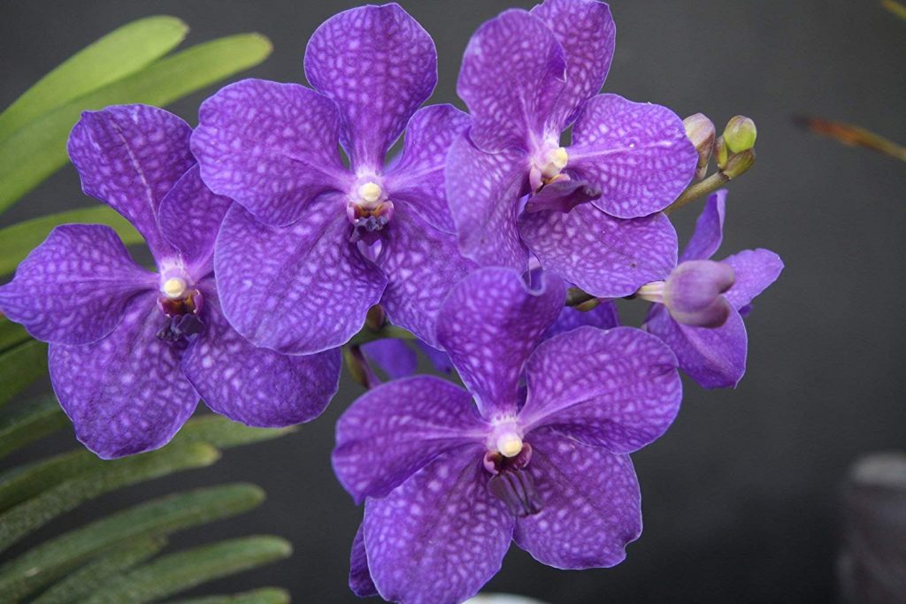 Orquídea Vanda Las Orquideas 