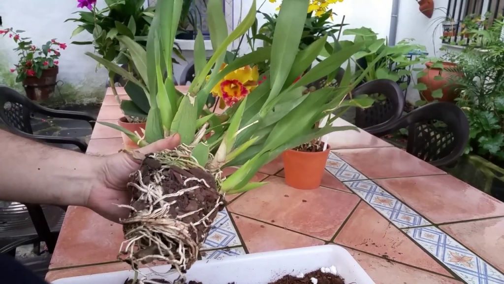 trasplante de orquídea brassia