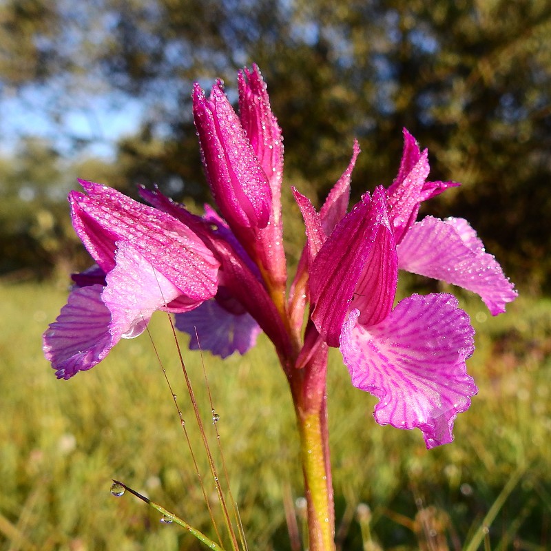 Usos de la orquídea ophrys papilionacea