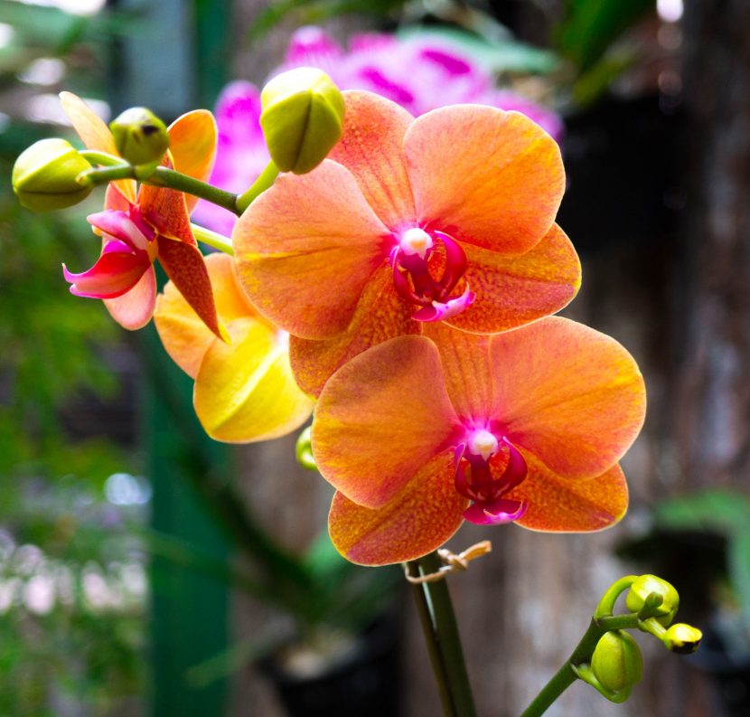Especies de orquídeas naranjas
