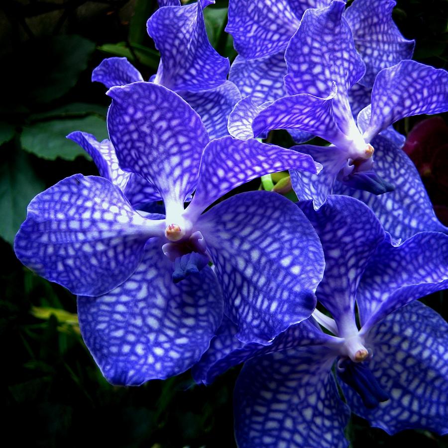 Orquideas azules