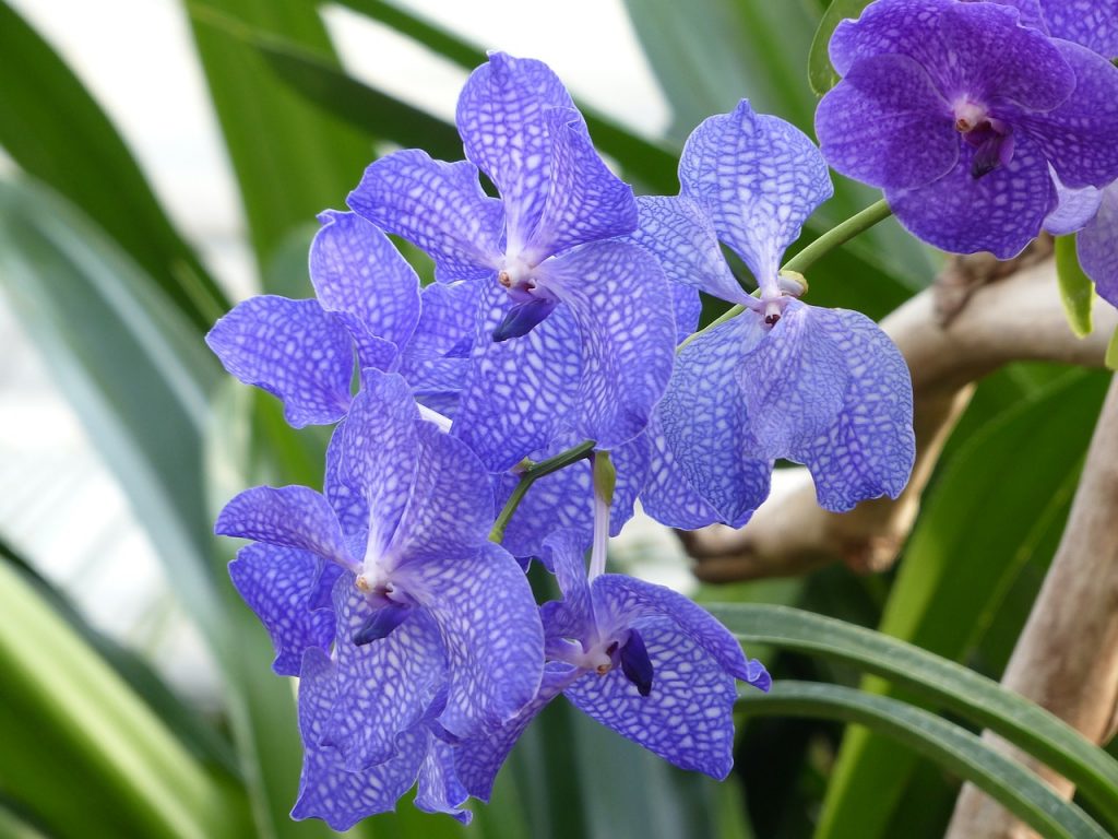 Significado de las orquídeas azules